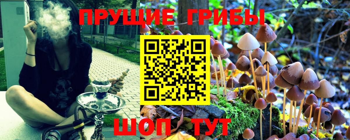 Псилоцибиновые грибы Psilocybe  Вход с VPN  Вологда 
